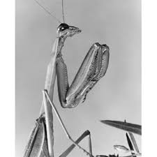 Attēlu rezultāti vaicājumam “Mantis religiosa”