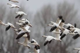 Image result for Anser caerulescens