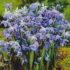 Attēlu rezultāti vaicājumam “Scilla siberica flower”