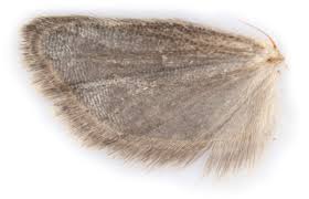 Attēlu rezultāti vaicājumam “Epinotia bilunana”