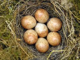 Attēlu rezultāti vaicājumam “Erithacus rubecula nest”