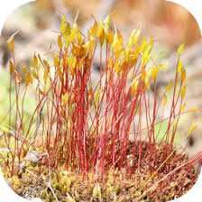 Attēlu rezultāti vaicājumam “Ceratodon purpureus sporophyte”