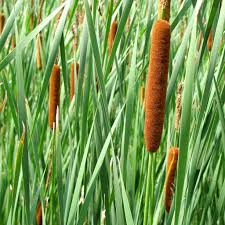Attēlu rezultāti vaicājumam “Typha latifolia leaf”