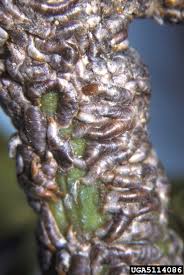 Attēlu rezultāti vaicājumam “Lepidosaphes ulmi”