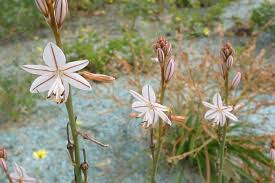 Image result for Asphodelus fistulosus