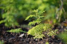 Image result for Artemisia annua