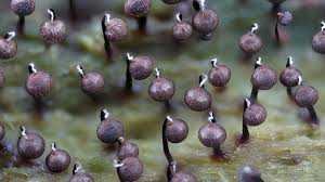 Attēlu rezultāti vaicājumam “Cribraria cancellata var. fusca spores”