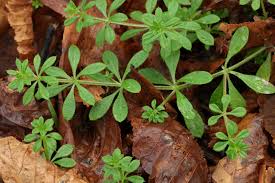 Attēlu rezultāti vaicājumam “Galium aparine leaf”