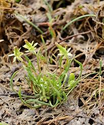 Attēlu rezultāti vaicājumam “Myosurus minimus flower”