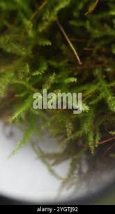 Attēlu rezultāti vaicājumam “Eurhynchiastrum pulchellum”