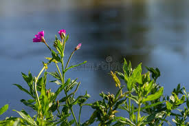 Attēlu rezultāti vaicājumam “Epilobium hirsutum flower”