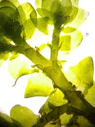 Attēlu rezultāti vaicājumam “Porella cordaeana”