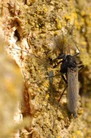 Attēlu rezultāti vaicājumam “Tanytarsus”