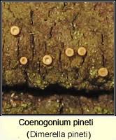 Attēlu rezultāti vaicājumam “Coenogonium pineti”