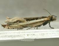 Attēlu rezultāti vaicājumam “Ancylis apicella”