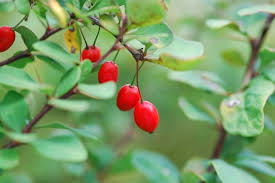 Attēlu rezultāti vaicājumam “Berberis thunbergii fruit”