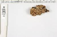 Attēlu rezultāti vaicājumam “Antrodia malicola”