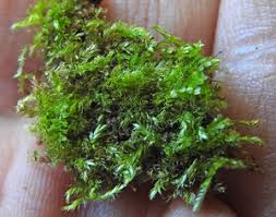 Attēlu rezultāti vaicājumam “Pseudotaxiphyllum elegans macro”