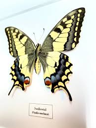 Attēlu rezultāti vaicājumam “Papilio machaon”
