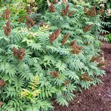 Attēlu rezultāti vaicājumam “Sorbaria sorbifolia bud”