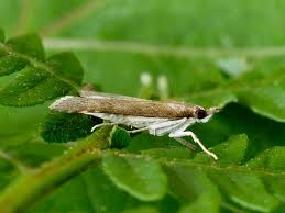 Attēlu rezultāti vaicājumam “Udea prunalis”