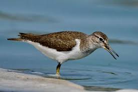 Attēlu rezultāti vaicājumam “Actitis hypoleucos adult”