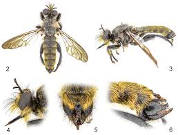 Attēlu rezultāti vaicājumam “Choerades sp.”