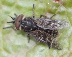 Attēlu rezultāti vaicājumam “Haematopota sp.”