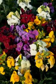 Image result for Cheiranthus cheiri