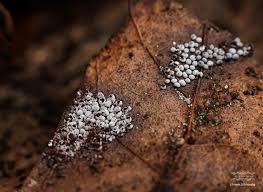 Attēlu rezultāti vaicājumam “Physarum cf. diderma macro”