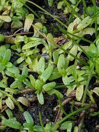 Attēlu rezultāti vaicājumam “Callitrichaceae”