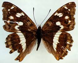 Attēlu rezultāti vaicājumam “Apatura iris female”