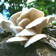 Attēlu rezultāti vaicājumam “Pleurotus ostreatus”