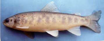 Image result for Salmo trutta trutta