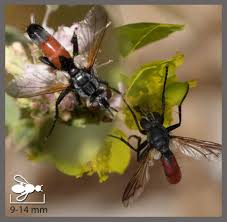 Attēlu rezultāti vaicājumam “Cylindromyia sp.”