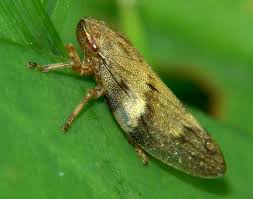 Attēlu rezultāti vaicājumam “Aphrophora alni nymph”