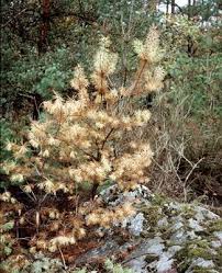 Attēlu rezultāti vaicājumam “Pissodes castaneus”