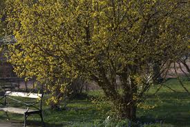 Attēlu rezultāti vaicājumam “Cornus mas”