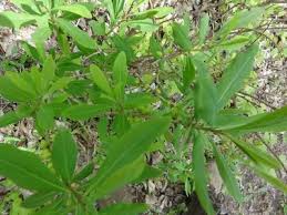Attēlu rezultāti vaicājumam “Daphne mezereum leaf”