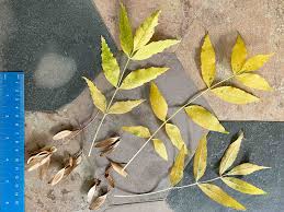 Attēlu rezultāti vaicājumam “Fraxinus”