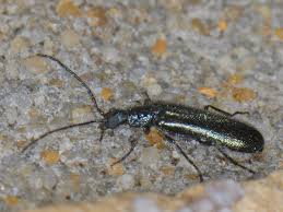 Attēlu rezultāti vaicājumam “Dasytes caeruleus”