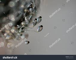 Attēlu rezultāti vaicājumam “Pilobolus crystallinus”