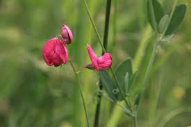 Attēlu rezultāti vaicājumam “Lathyrus tuberosus”