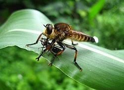 Attēlu rezultāti vaicājumam “Asilidae”