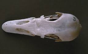 Attēlu rezultāti vaicājumam “Anser brachyrhynchus”