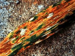 Attēlu rezultāti vaicājumam “Mycosphaerella ulmi”