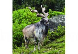 Attēlu rezultāti vaicājumam “Capra”