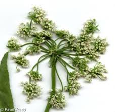 Attēlu rezultāti vaicājumam “Sium latifolium leaf”