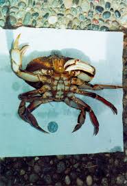 Image result for Metacarcinus magister