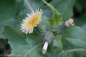 Attēlu rezultāti vaicājumam “Sonchus oleraceus bud”